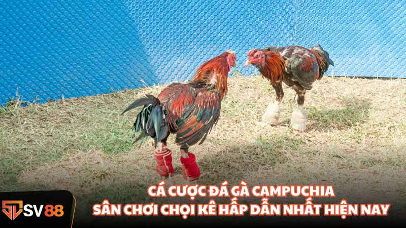 cá cược đá gà Campuchia